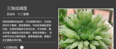 史上最全多肉植物图鉴，没有之一！强烈建议收藏~ - 图画吧TUHUABA