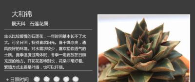 史上最全多肉植物图鉴，没有之一！强烈建议收藏~ - 图画吧TUHUABA