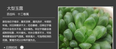 史上最全多肉植物图鉴，没有之一！强烈建议收藏~ - 图画吧TUHUABA