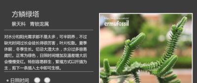 史上最全多肉植物图鉴，没有之一！强烈建议收藏~ - 图画吧TUHUABA