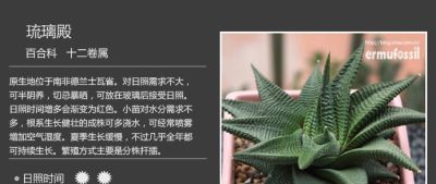 史上最全多肉植物图鉴，没有之一！强烈建议收藏~ - 图画吧TUHUABA