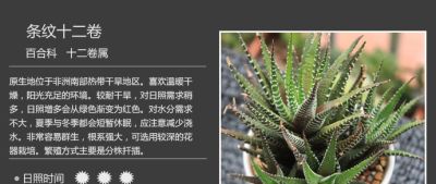 史上最全多肉植物图鉴，没有之一！强烈建议收藏~ - 图画吧TUHUABA