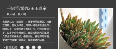 史上最全多肉植物图鉴，没有之一！强烈建议收藏~ - 图画吧TUHUABA