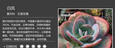 史上最全多肉植物图鉴，没有之一！强烈建议收藏~ - 图画吧TUHUABA