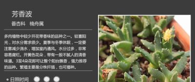 史上最全多肉植物图鉴，没有之一！强烈建议收藏~ - 图画吧TUHUABA