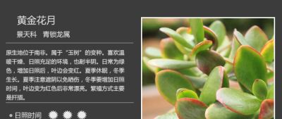 史上最全多肉植物图鉴，没有之一！强烈建议收藏~ - 图画吧TUHUABA