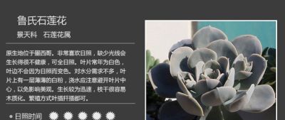 史上最全多肉植物图鉴，没有之一！强烈建议收藏~ - 图画吧TUHUABA