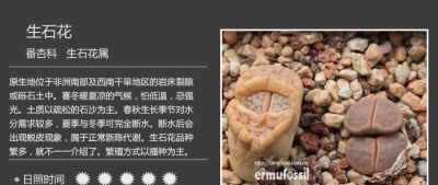 史上最全多肉植物图鉴，没有之一！强烈建议收藏~ - 图画吧TUHUABA