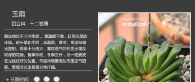 史上最全多肉植物图鉴，没有之一！强烈建议收藏~ - 图画吧TUHUABA