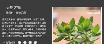 史上最全多肉植物图鉴，没有之一！强烈建议收藏~ - 图画吧TUHUABA