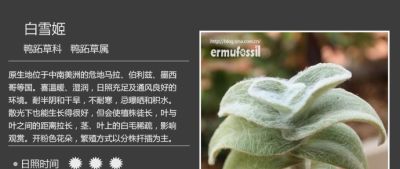 史上最全多肉植物图鉴，没有之一！强烈建议收藏~ - 图画吧TUHUABA