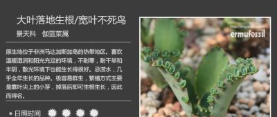 史上最全多肉植物图鉴，没有之一！强烈建议收藏~ - 图画吧TUHUABA