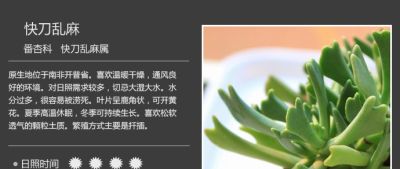 史上最全多肉植物图鉴，没有之一！强烈建议收藏~ - 图画吧TUHUABA