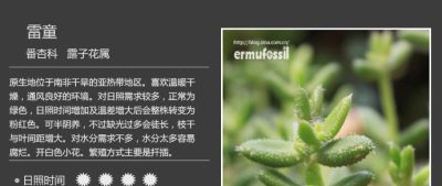 史上最全多肉植物图鉴，没有之一！强烈建议收藏~ - 图画吧TUHUABA