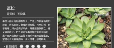 史上最全多肉植物图鉴，没有之一！强烈建议收藏~ - 图画吧TUHUABA