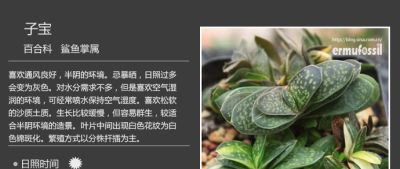 史上最全多肉植物图鉴，没有之一！强烈建议收藏~ - 图画吧TUHUABA