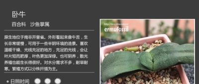 史上最全多肉植物图鉴，没有之一！强烈建议收藏~ - 图画吧TUHUABA
