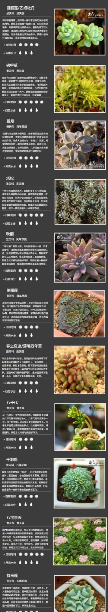 100种多肉植物对照图，再也不愁叫什么名字了 - 图画吧TUHUABA