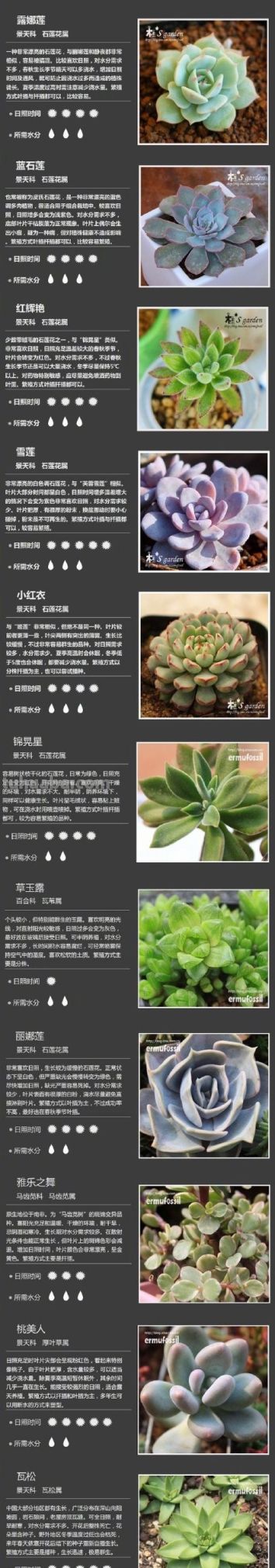 100种多肉植物对照图，再也不愁叫什么名字了 - 图画吧TUHUABA