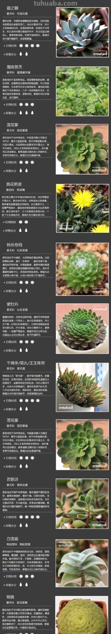 100种多肉植物对照图，再也不愁叫什么名字了 - 图画吧TUHUABA
