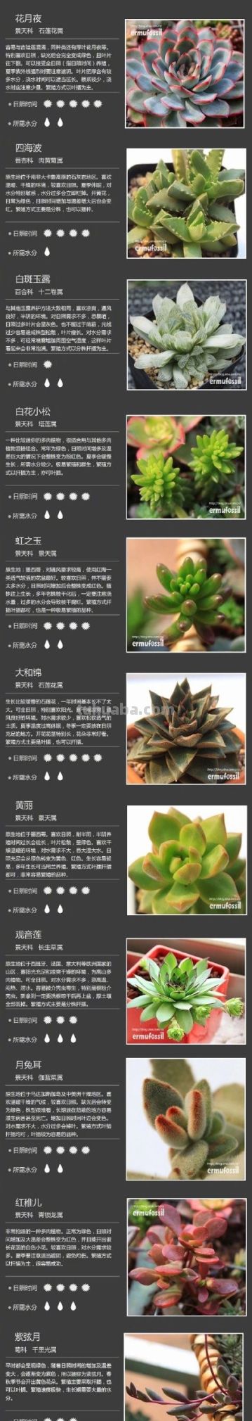 100种多肉植物对照图，再也不愁叫什么名字了 - 图画吧TUHUABA