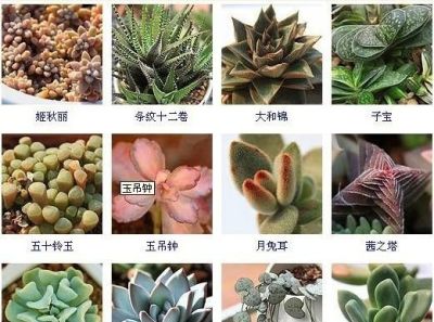 144种多肉植物名称大全，常见品种 - 图画吧TUHUABA