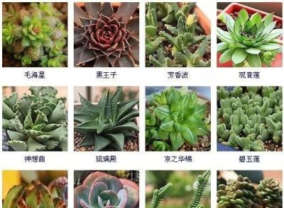 144种多肉植物名称大全，常见品种 - 图画吧TUHUABA