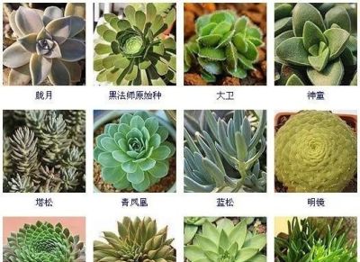 144种多肉植物名称大全，常见品种 - 图画吧TUHUABA