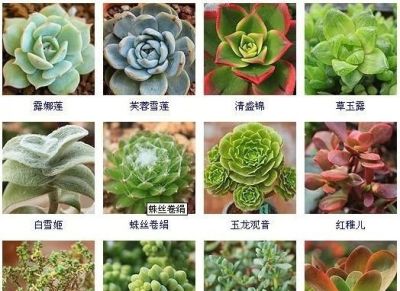 144种多肉植物名称大全，常见品种 - 图画吧TUHUABA