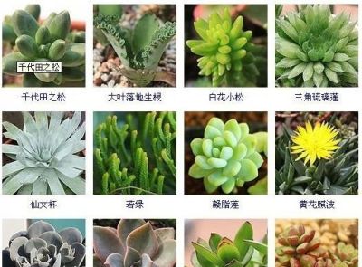 144种多肉植物名称大全，常见品种 - 图画吧TUHUABA