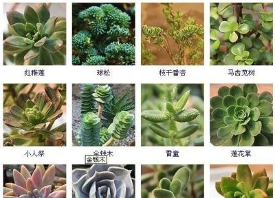 144种多肉植物名称大全，常见品种 - 图画吧TUHUABA