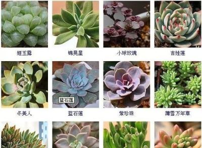 144种多肉植物名称大全，常见品种 - 图画吧TUHUABA