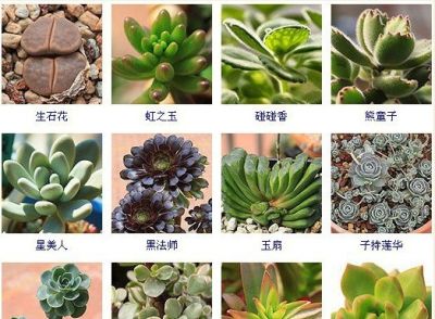 144种多肉植物名称大全，常见品种 - 图画吧TUHUABA