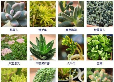 144种多肉植物名称大全，常见品种 - 图画吧TUHUABA
