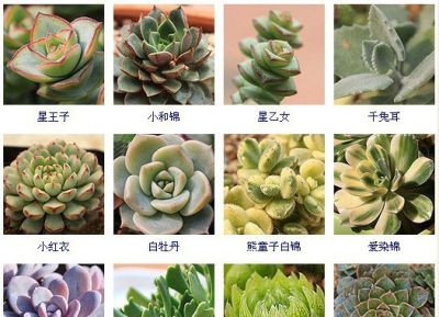 144种多肉植物名称大全，常见品种 - 图画吧TUHUABA