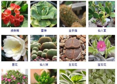 200多种多肉植物在这里集合！看看有没有你养的搁这儿站队！ - 今日头条