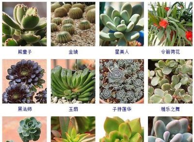 200多种多肉植物在这里集合！看看有没有你养的搁这儿站队！ - 图画吧TUHUABA
