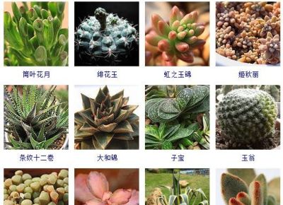 200多种多肉植物在这里集合！看看有没有你养的搁这儿站队！ - 图画吧TUHUABA