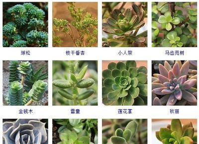 200多种多肉植物在这里集合！看看有没有你养的搁这儿站队！ - 图画吧TUHUABA