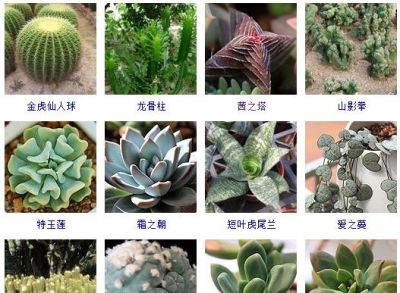 200多种多肉植物在这里集合！看看有没有你养的搁这儿站队！ - 图画吧TUHUABA