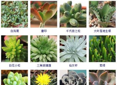 200多种多肉植物在这里集合！看看有没有你养的搁这儿站队！ - 图画吧TUHUABA