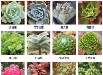 200多种多肉植物在这里集合！看看有没有你养的搁这儿站队！ - 图画吧TUHUABA