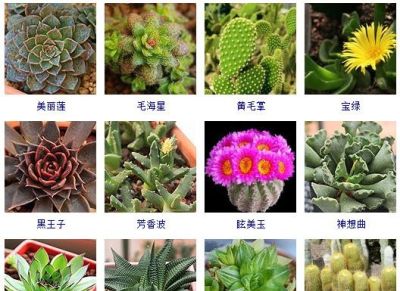 200多种多肉植物在这里集合！看看有没有你养的搁这儿站队！ - 图画吧TUHUABA