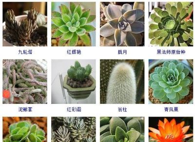 200多种多肉植物在这里集合！看看有没有你养的搁这儿站队！ - 图画吧TUHUABA