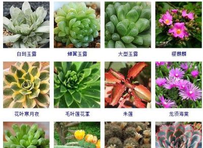 200多种多肉植物在这里集合！看看有没有你养的搁这儿站队！ - 图画吧TUHUABA