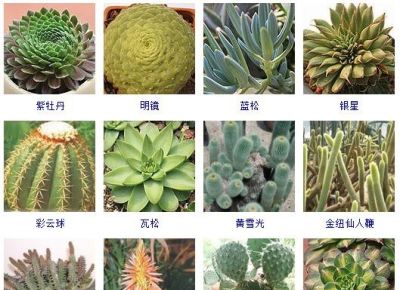 200多种多肉植物在这里集合！看看有没有你养的搁这儿站队！ - 图画吧TUHUABA