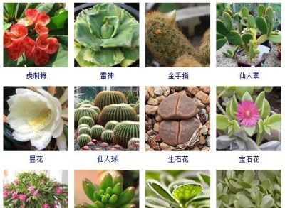 花友熬夜整理了100种多肉植物，十个阳台都盛不下！ - 图画吧TUHUABA