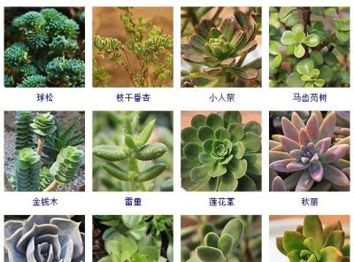 花友熬夜整理了100种多肉植物，十个阳台都盛不下！ - 图画吧TUHUABA