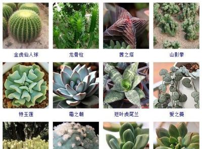 花友熬夜整理了100种多肉植物，十个阳台都盛不下！ - 图画吧TUHUABA