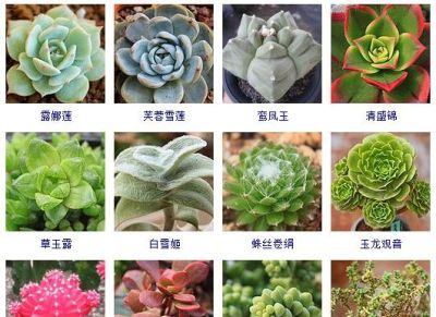 花友熬夜整理了100种多肉植物，十个阳台都盛不下！ - 图画吧TUHUABA